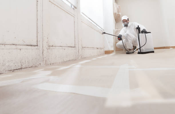 24/7 Emergency Black Mold Removal experts in Saint Petersburg, FL