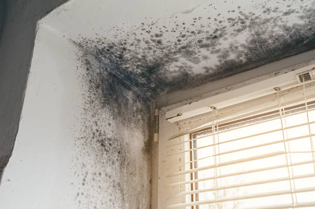 Affordable Basement Mold Removal solutions in Saint Petersburg, FL