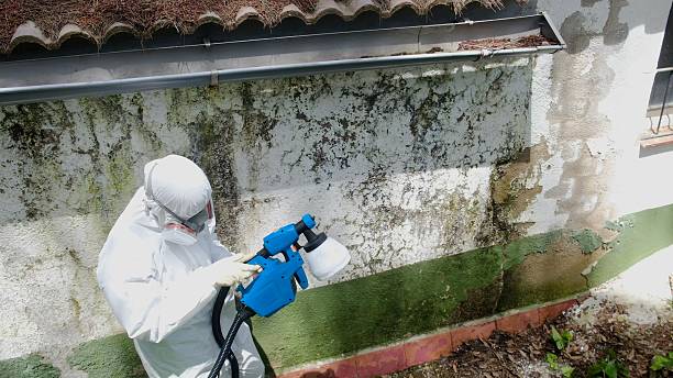 Trusted Black Mold Removal service in Saint Petersburg, FL - Cheap Mold Removal